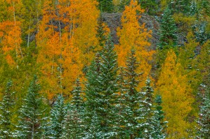 COLOR TRANSITION